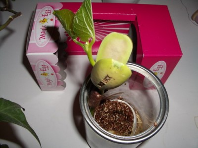 mag egg 2006 01 31.jpg