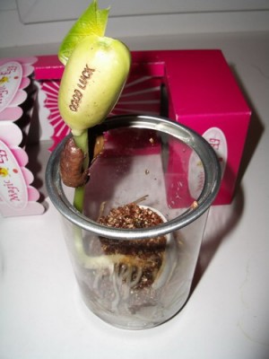 mag egg 2006 01 29.jpg