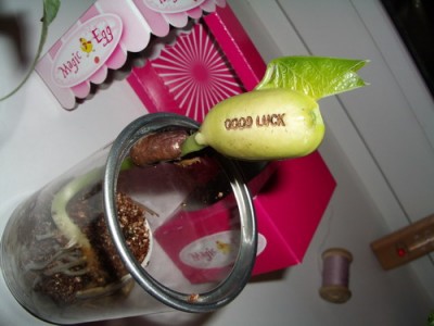 mag egg 2006 01 30.jpg