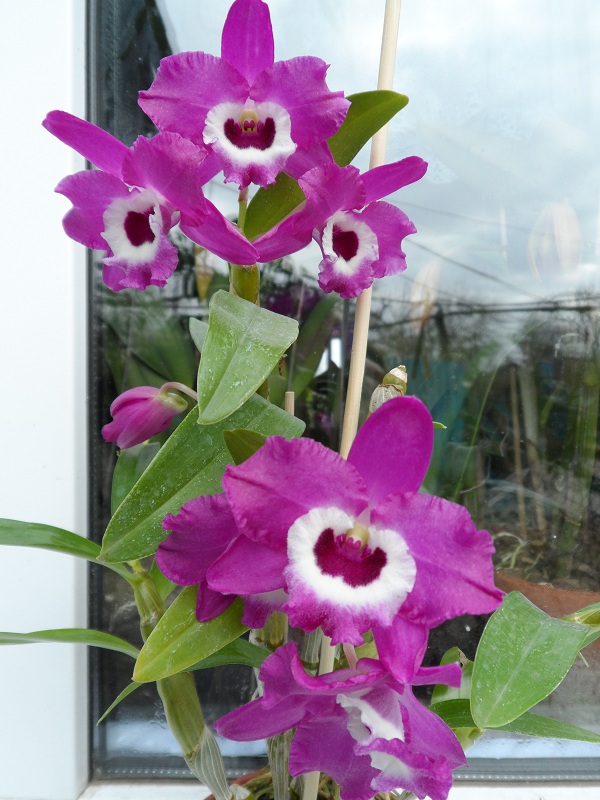Dendrobium Red Emperor 'Prince'