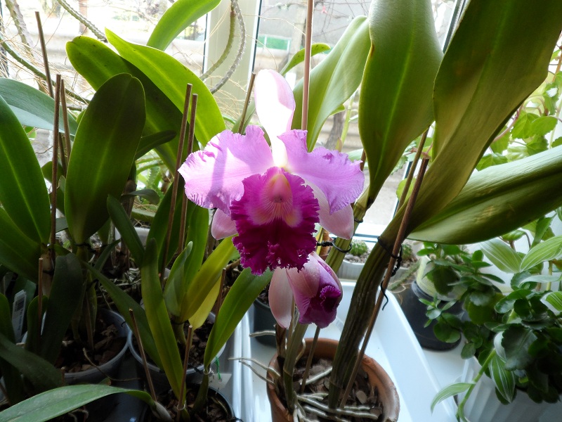 Brassolaeliocattleya Pamela Finney 'All Victory'