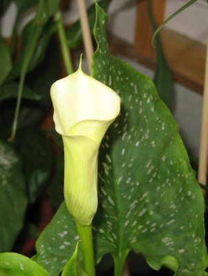 A Zantedeschia hybr. август 2006.JPG