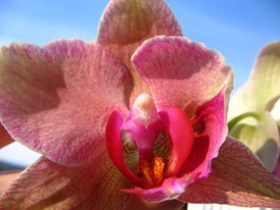 - наполовину-пелорик...jpg