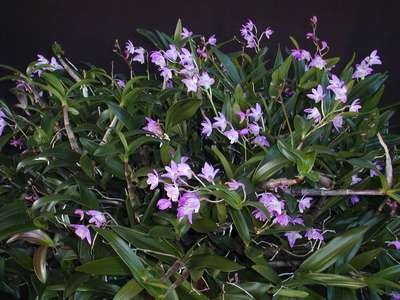 Dendrobium kingianum 4.jpg