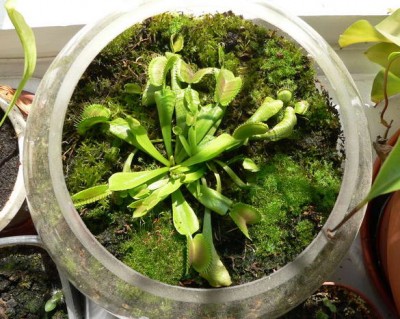 Вот маточное растнение одного из трех моих мухолововских подвидов