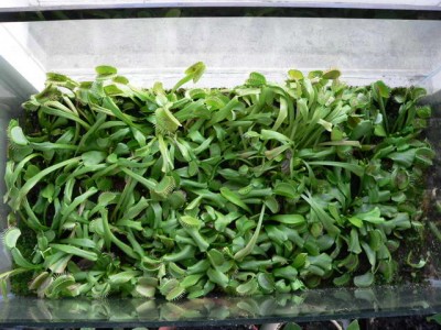 Сегоднящний вид стада хищников