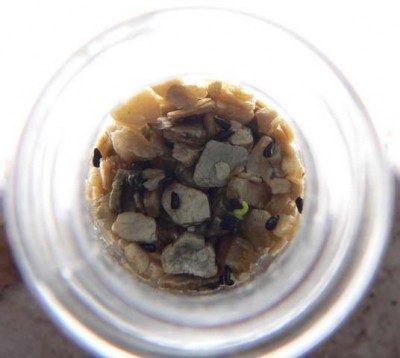 Диаметр горлышка флакона 10 мм