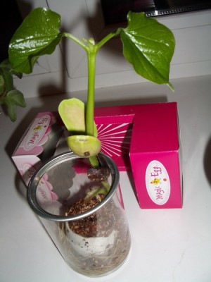 magic egg 2006 02 03.jpg