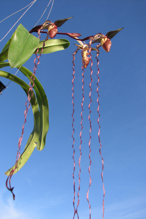 Paphiopedilum sanderianum 'Hsiao' x sibling 'Shin-Yi'.jpg