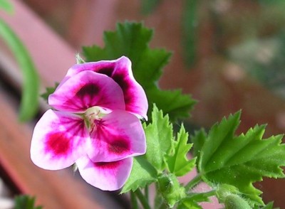 pelargonia_1_sm.jpg