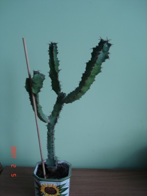 м. каучуконосный