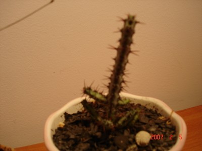 м. меднозеленый