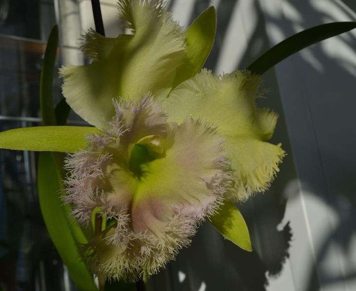 Hair Pig , понятное дело