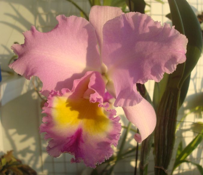 BLC Pamela Heterington