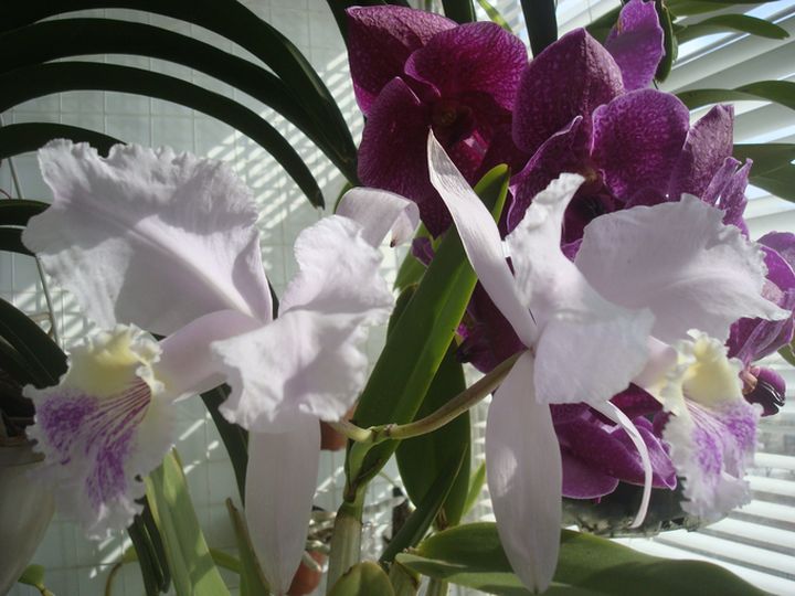 Каттлея люддеманиана,БВ   alba Ricardo  semi-alba Eliza