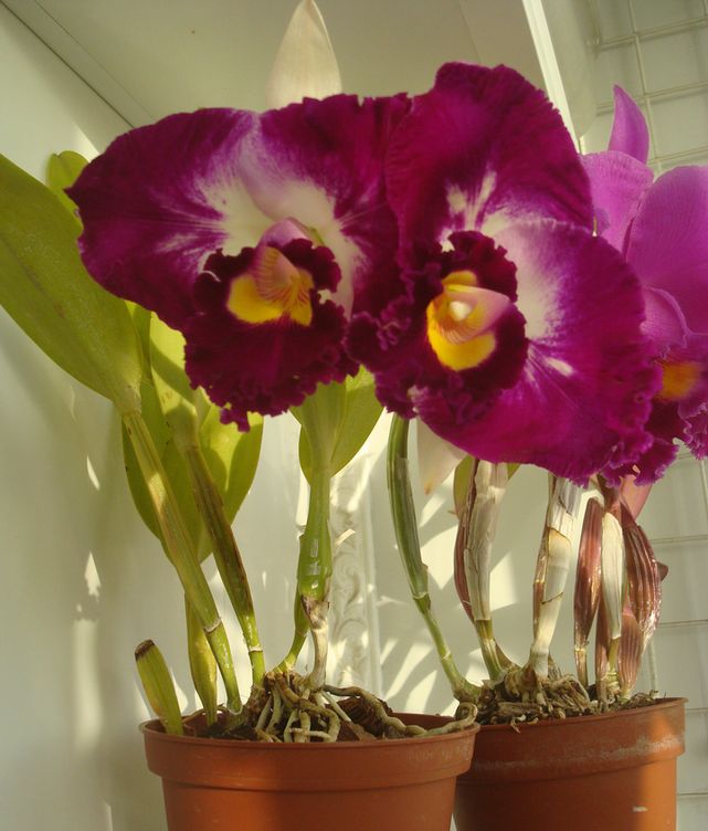 Лелиокаттлея Шин Мэй