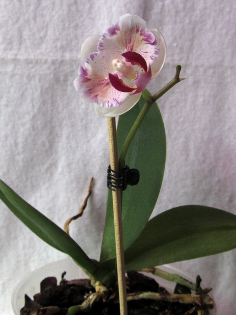 Phalaenopsis Mini Dog 'ORCHIS'-01