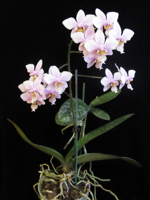Phalaenopsis Philadelphia