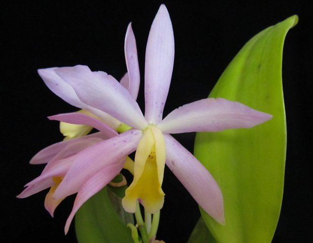 Cattleya Loddiaca(loddigesi x aurantiaca)