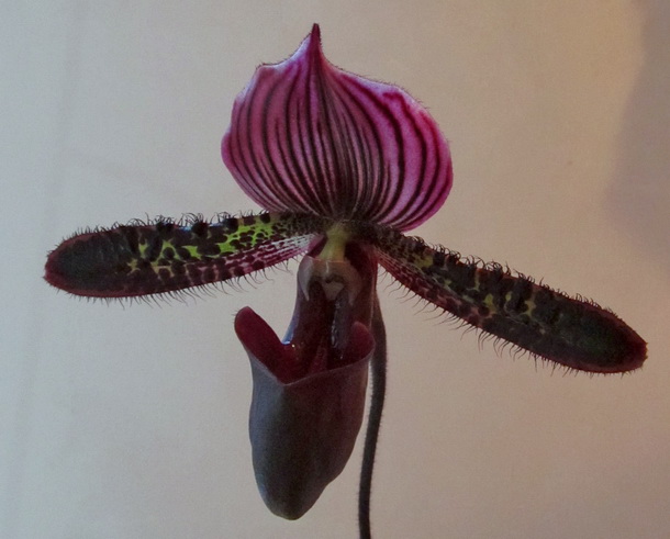 Paph. Maudiae f. vinicolor
