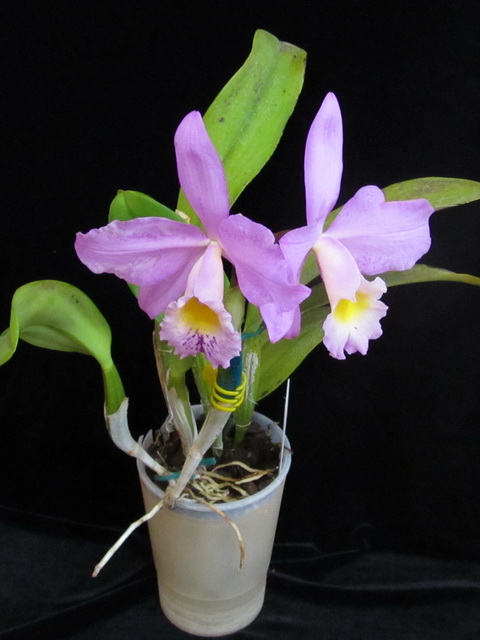 Laeliocattleya Beaumensnil Parme (C. Culminant х C. loddigesii)