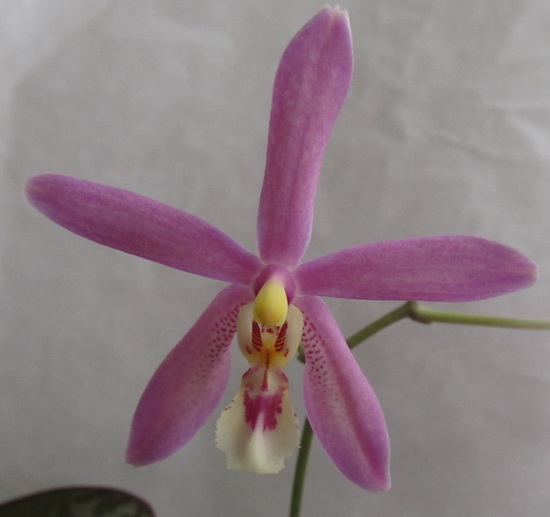 Phal. Bronze Maiden (shilleriana x manii)-конец цветения