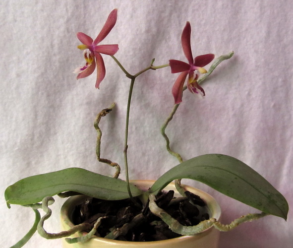 Phal. Bronze Maiden (shilleriana x manii)