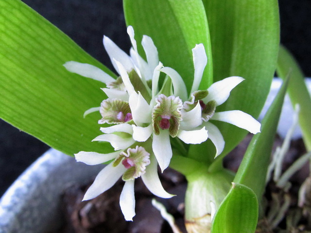 Dendrobium peguanum