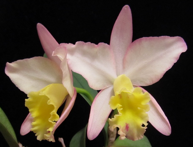 Sc. Fairyland 'PoPo'