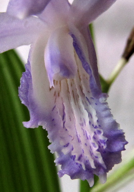 Bletilla striata 'Soryu'