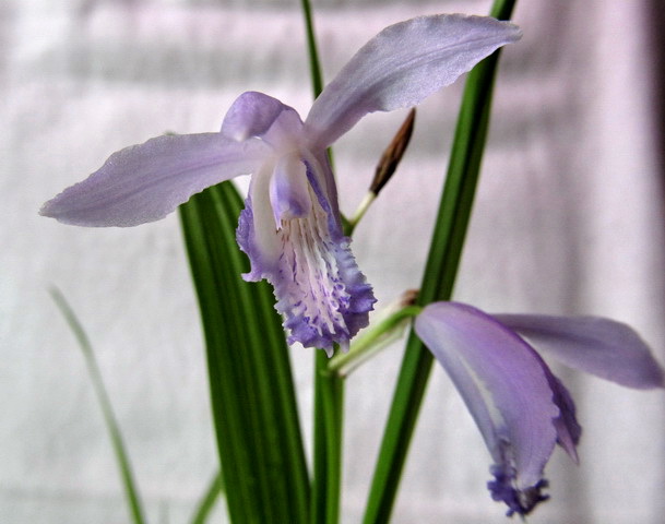 Bletilla striata 'Soryu'