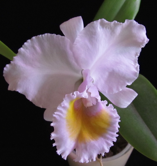 Cattleya schroederae