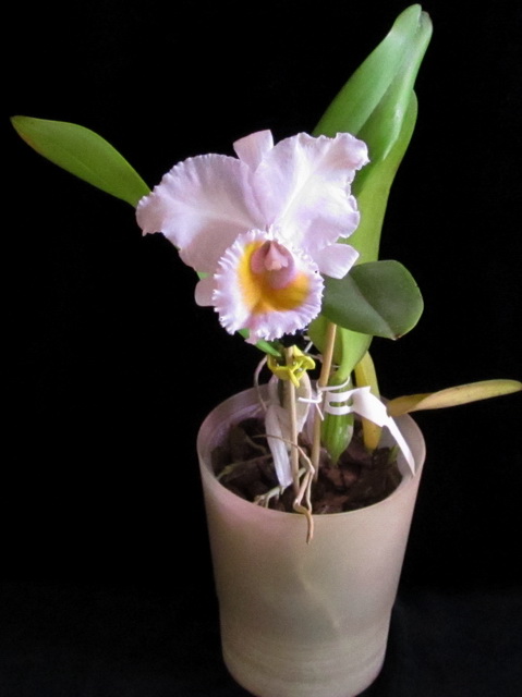 Cattleya schroederae