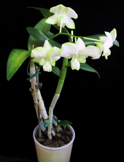 Den. Liberty White