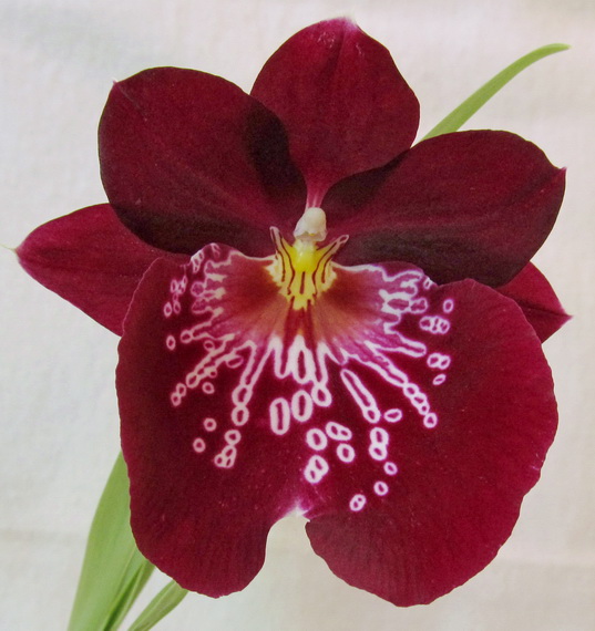 Miltoniopsis hibrid