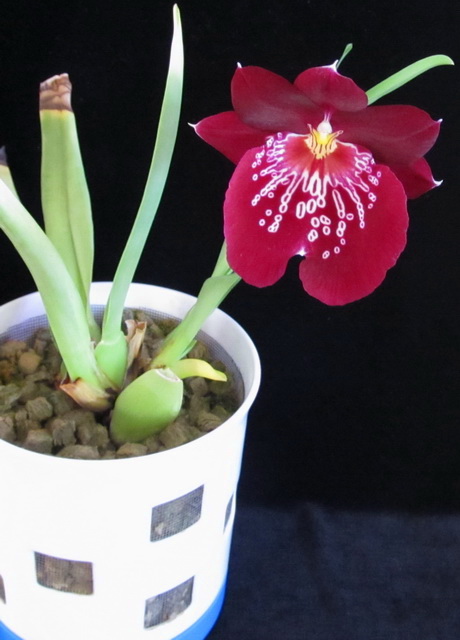 Miltoniopsis hibrid