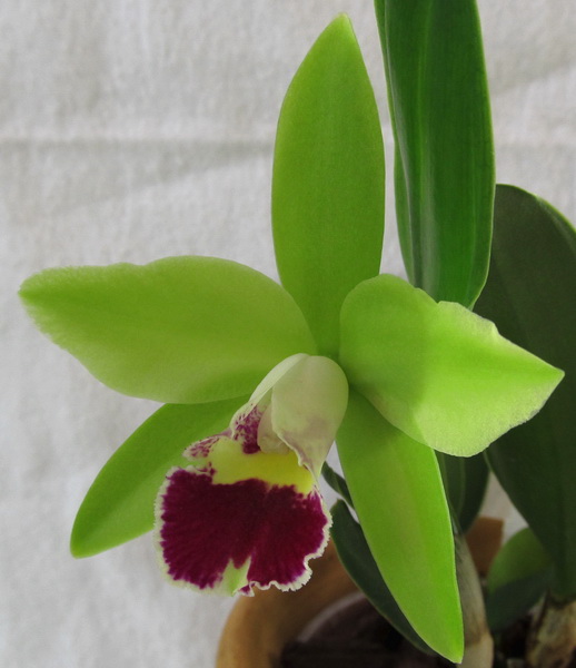 Prosrhyncholeya Chief Green River