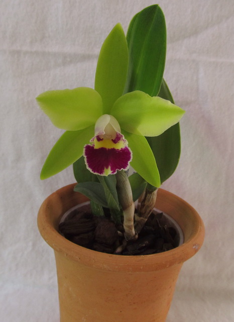 Prosrhyncholeya Chief Green River