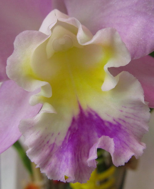 Cattlianthe Doris and Byron 'Christmas Rose'