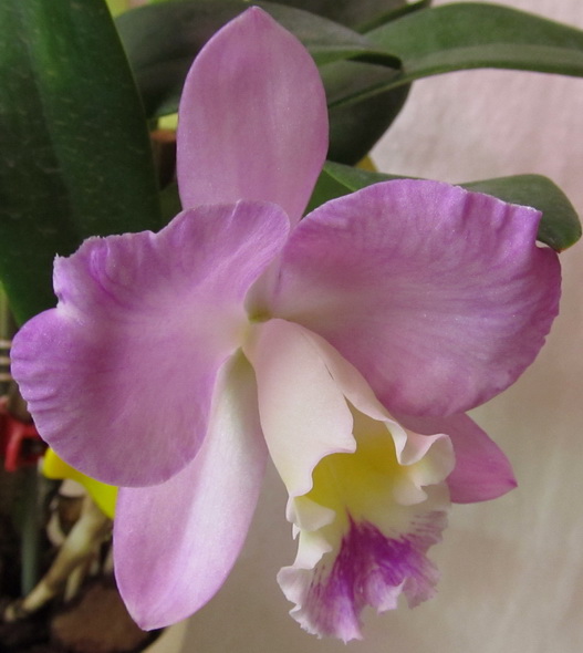 Cattlianthe Doris and Byron 'Christmas Rose'