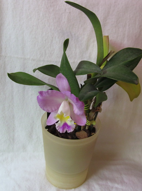 Cattlianthe Doris and Byron 'Christmas Rose'