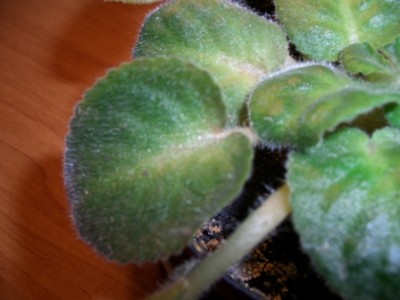 С фиалкой случай более тяжелый! Листья растут до определенного размера, затем сохнут. Цвет листьев по центральной жилке тоже желает лучшего. Поможет ли здесь реанимация, или все так безнадежно?