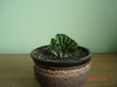 e. lactea f. cristata