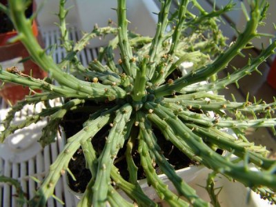 euphorbia caput medusae