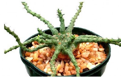 Может Euphorbia albipollinifera