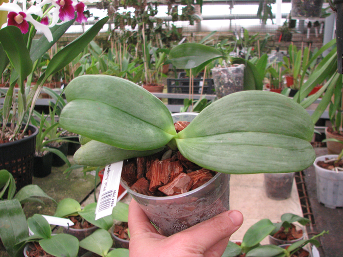 Phalaenopsis Auspice Knight 'Malayan'.jpg