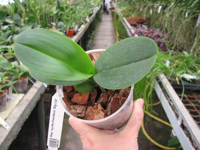 Phalaenopsis Yui-Pin Fire Work 'Big Lip'.jpg