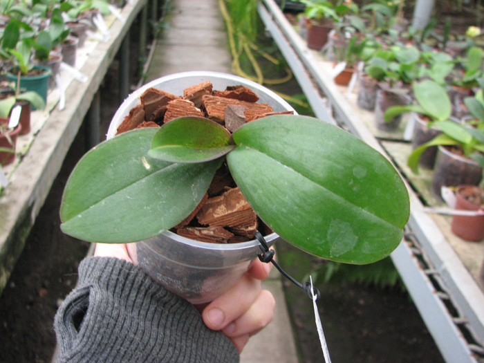 Phalaenopsis (Yu Pin Fire Work 'Big Lip' x Tai LiN Redangel 'V31') Big Lip.jpg