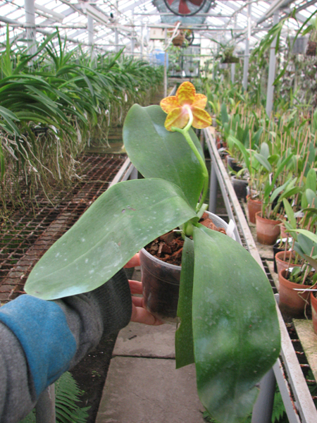 Phalaenopsis Sogo Pony 'YS' (Ching Her Buddha x Sogo Kaiulani).jpg
