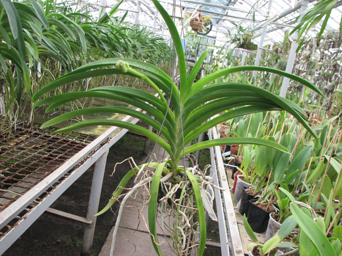 Ascocenda Kulwadee Black.jpg